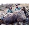 Image 2 : New Zealand Bull Tahr Hunt