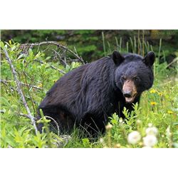 7 Day Black Bear Hunt for One Hunter