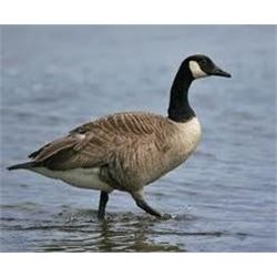 1 Day Goose Hunt for Two Hunters