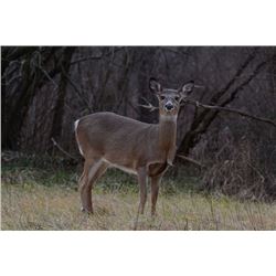 Up to a 3 Day Hunt for a Whitetail Doe