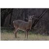 Image 1 : Up to a 3 Day Hunt for a Whitetail Doe
