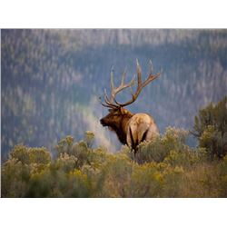 Unguided 5 Day Archery Elk Hunt in 2016