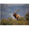 Image 1 : Unguided 5 Day Archery Elk Hunt in 2016