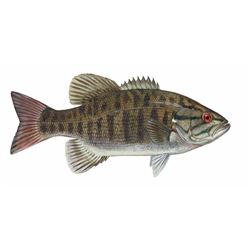 ½ Day Small Mouth Bass Fishing Trip for One