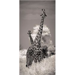 6 Day/6 Night Photo  Safari for 2