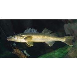 6 Hour Walleye Fishing Trip for up to Four people