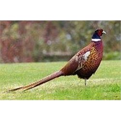 Six Bird Pheasant Hunt