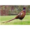 Image 1 : Six Bird Pheasant Hunt