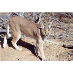 7 Day (plus day of arrival & departure) 2x1 Hunting Safari with $1000 trophy