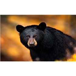 5 Day Hunt for Black Bear for One Hunter