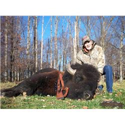 One Day Hunt for 2 1/2 year old  Buffalo Bull