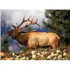 Image 1 : 2 Day Hunt for a 340 to 400 Pt. Bull Elk