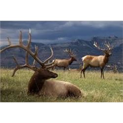 5 Day Archery Hunt for 1 Elk, Unguided.