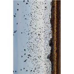 4 Day Dove Hunt for 4 Hunters