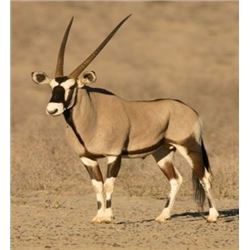7 Day Plainsgame Safari for Oryx, Blue Wildebeest, Springbok, Warthog, Impala