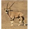 Image 1 : 7 Day Plainsgame Safari for Oryx, Blue Wildebeest, Springbok, Warthog, Impala