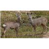 Image 1 : 3 Day Hunt for Roe Deer for One Hunter.