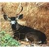 Image 1 : 3 Day Black Tail Deer Hunt for 1 Hunter.