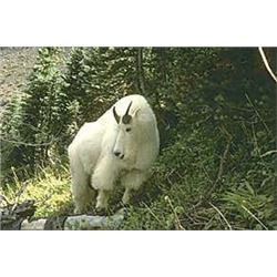 10 Day Mountain Goat Hunt for One Hunter