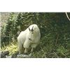 Image 1 : 10 Day Mountain Goat Hunt for One Hunter