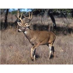 5 Day Whitetail Deer Hunt for 1 Hunter
