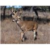 Image 1 : 5 Day Whitetail Deer Hunt for 1 Hunter
