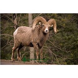 18 Day Fully Guided Hunt for Bighorn Sheep for One Hunter