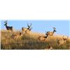 Image 1 : Five Day Management Mule Deer Hunt for One