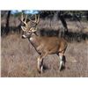 Image 1 : Two Day Hunt for 180 to 190” Whitetail Buck
