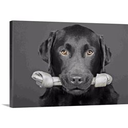 Pet Lover Dog Package