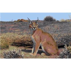 Caracal hunt with hounds