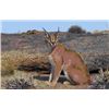 Image 1 : Caracal hunt with hounds