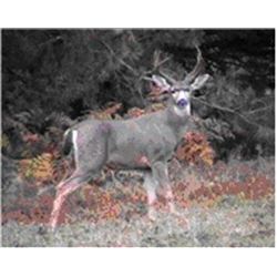 Guided Trophy Black-tail Hunt