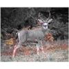 Image 1 : Guided Trophy Black-tail Hunt
