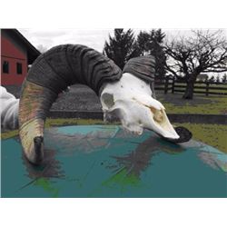 Set of Washington State Bighorn Ram Sheep Horns