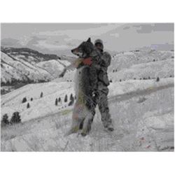 Guided 5 Day Wolf Hunt in Montana