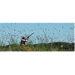 Cordoba Argentina Dove Shooting Safari