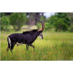 7-Day Sable Antelope Hunt