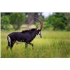 Image 1 : 7-Day Sable Antelope Hunt