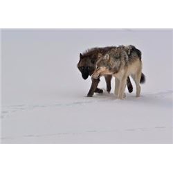 Ontario Wolf Hunt
