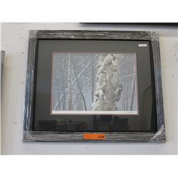 Framed print: "Hairy Woodpecker on Birch"