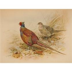 The Gun at Home and Abroad - British Game Birds and Wildfowl, 1912, litho plates, No 897/950, cal...