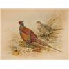 Image 1 : The Gun at Home and Abroad - British Game Birds and Wildfowl, 1912, litho plates, No 897/950, cal...