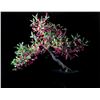 Image 1 : Jonathan Singer, Japanese Spindle Tree, Photograph