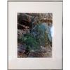 Image 1 : Eliot Porter, Juniper Tree, Color Photograph