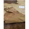 Image 2 : Deer Hide