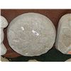 Image 1 : CONCRETE - PLAQUE - SAND DOLLAR