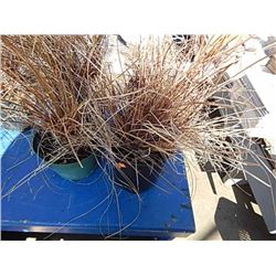 LIVE PLANT - ORNAMENTAL GRASS