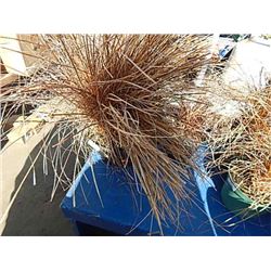 LIVE PLANT - ORNAMENTAL GRASS - LARGE