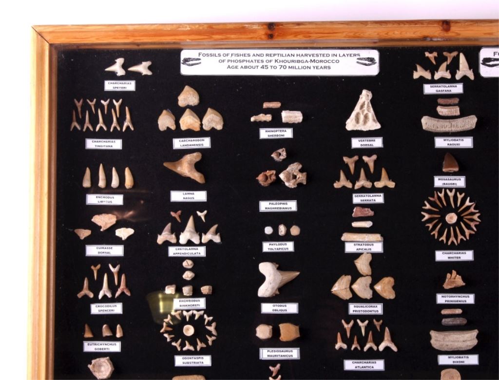 Morocco Fossil Collection Display